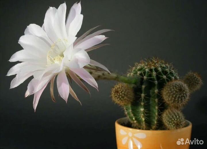 Кактусы и суккуленты