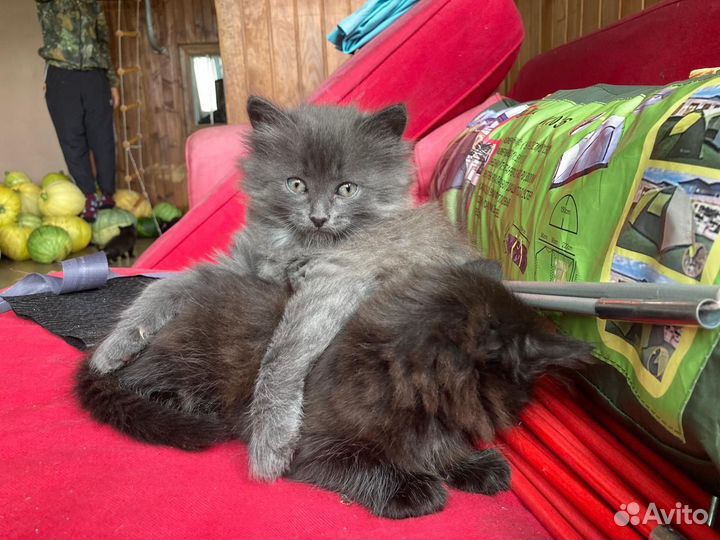 Котята