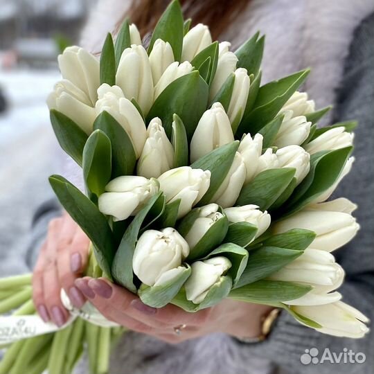 Цветы тюльпаны