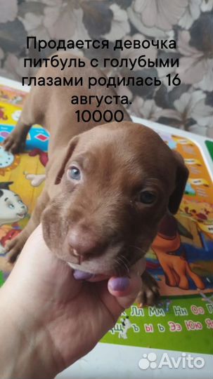 Щенки и собаки
