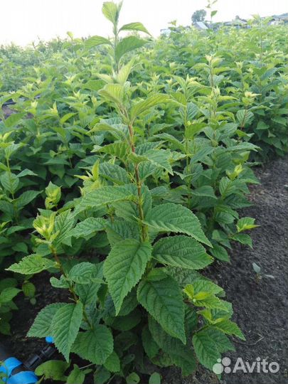 Саженцы вишни войлочной