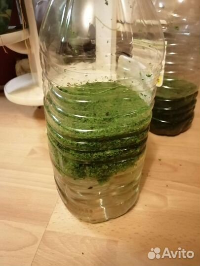 Роголистник, Ряска, креветки, нематода