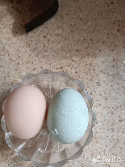 Домашние куриные яйца