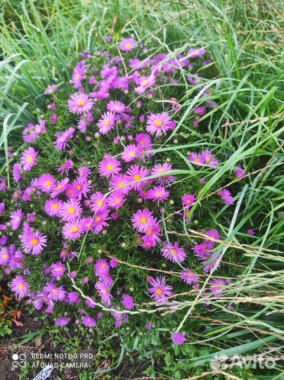 Астра бельгийская (сентябринка) многолетник