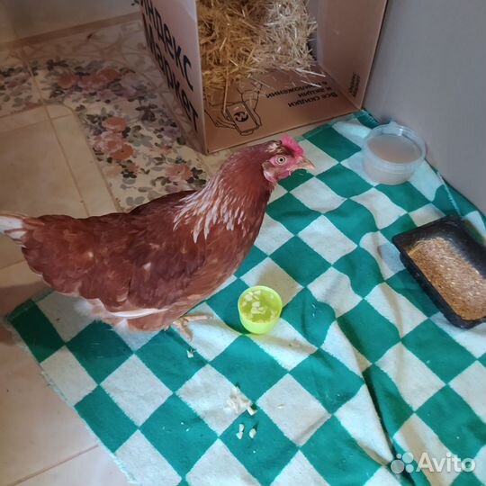 Куры несушки