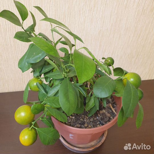 Продам мандариновое дерево