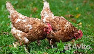 Куры несушки продам