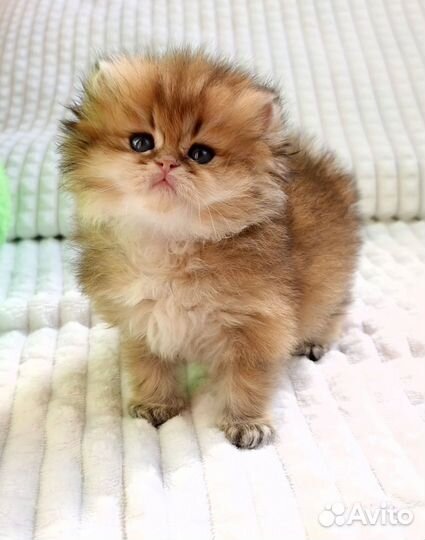 Котята золотые британские длинношерстные шиншиллы