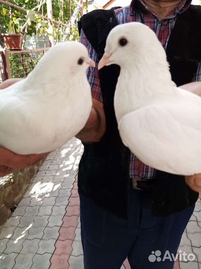 Голуби для свадьбы