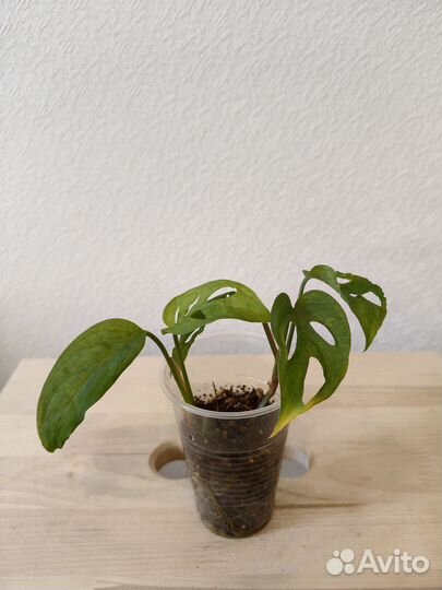 Монстера манки маска