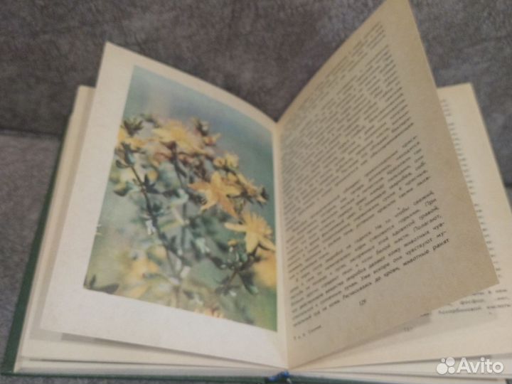 Лесные травы. А. Стрижев. 1979 год