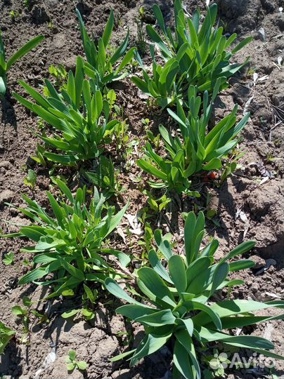 Растения для сада