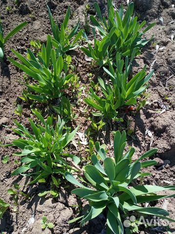 Растения для сада