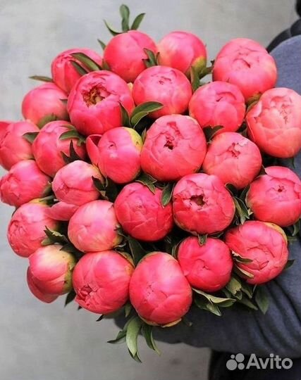 Пионы Букеты Цветы Доставка