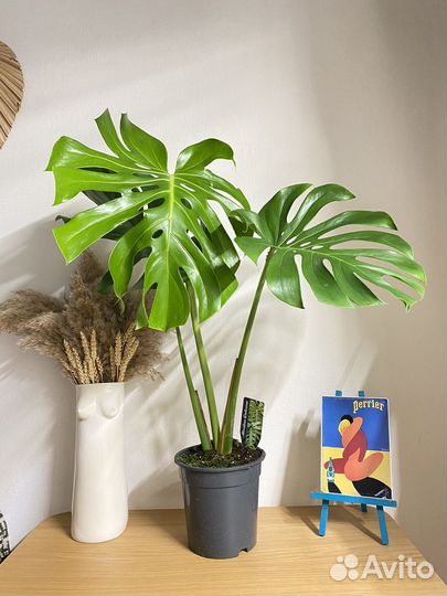 Монстера делициоза