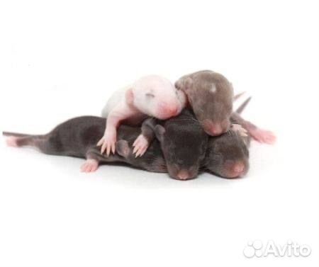 Крыса бархатная живой корм