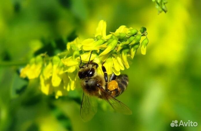 Мед 24 года из Алтая опт