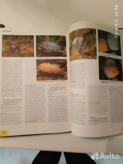 Аквариум рыбы, растения, гидротехника 2004 г. Дрей