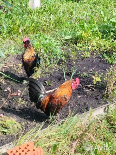 Петухи