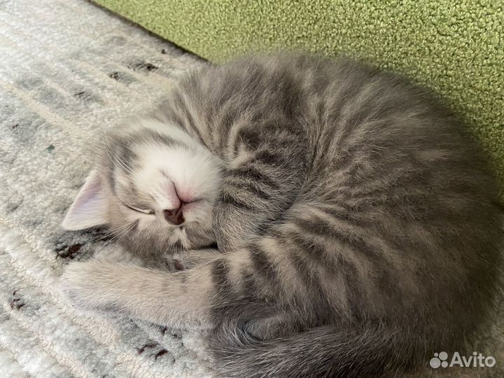 Отдам котёнка в добрые руки