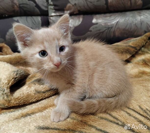 Отдам котёночков в добрые и ответственные руки