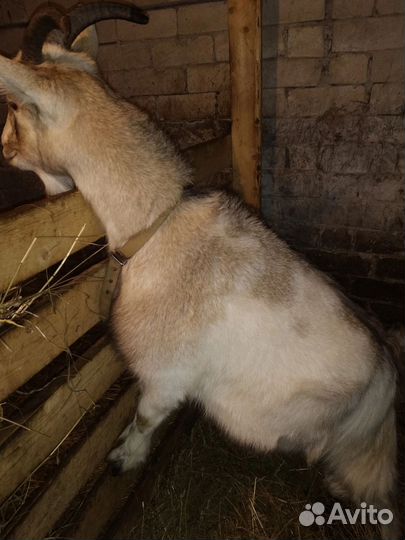 Коза молодая