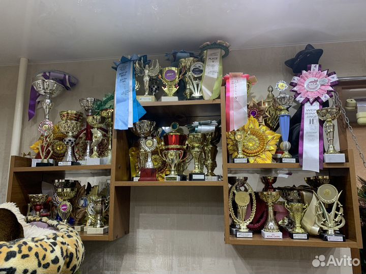 Кубки, наградные розетки