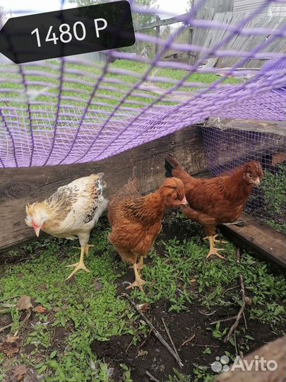 Куры И брама цыплята