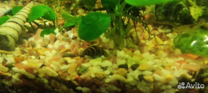 Улитка хелена