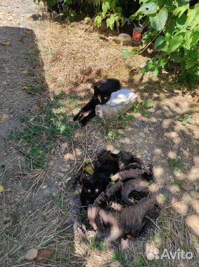 Кошка и котята в большой опасности