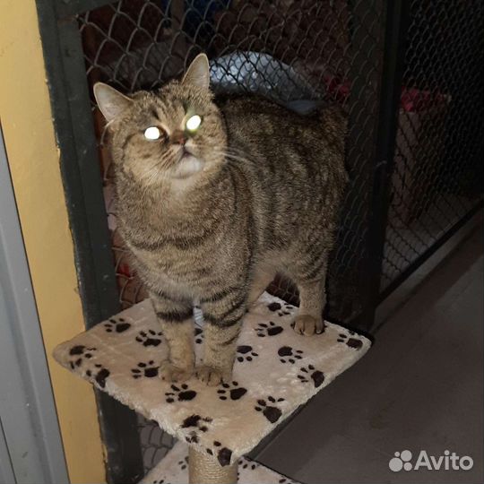 Амер. короткошёрстная экзотическая кошка в дар