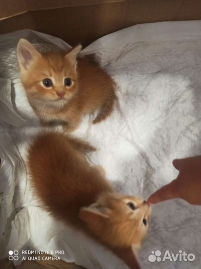 Котята рыженькие