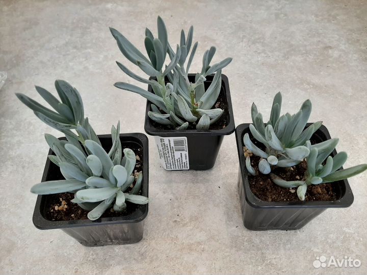 Крестовник (сенецио) фикусовидный