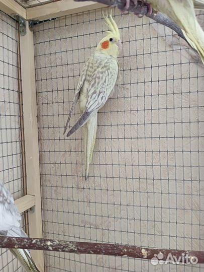 Попугай корелла птенец