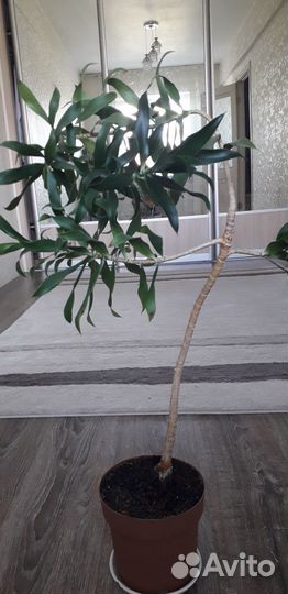 Комнатные цветы пальма