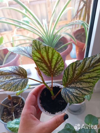 Комнатные цветы