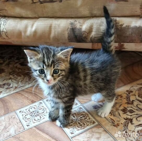 Котенок, котята, девочки