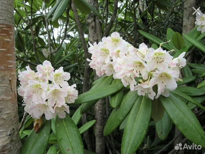 Рододендрум копоткоплодный