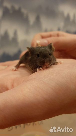 Очаровательные мышата