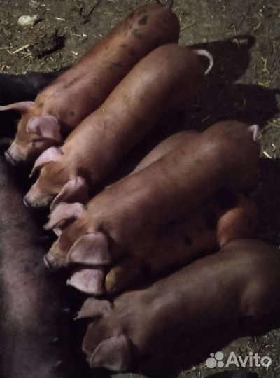 Поросенок дюрок