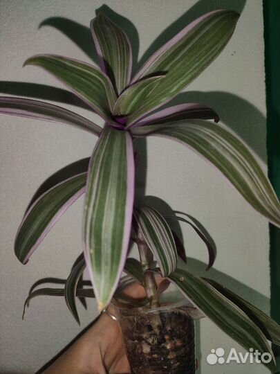 Традесканция Рео Ситара розовая