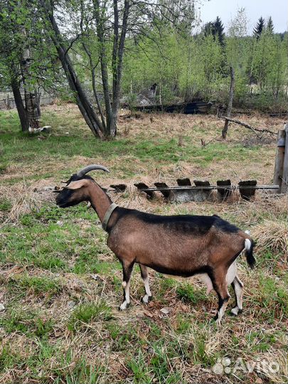 Продам коз