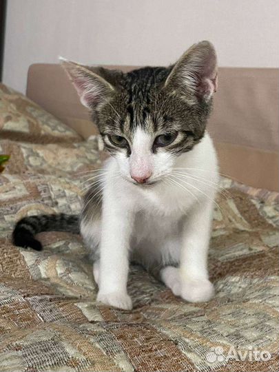 Котёнок