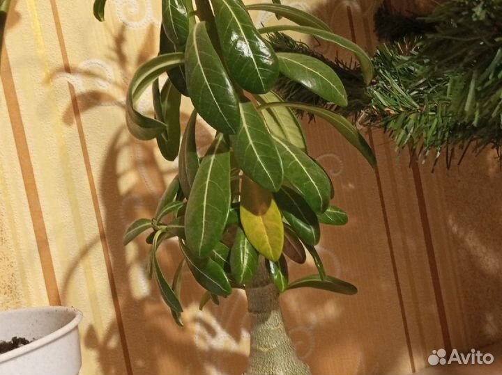 Комнатные растения