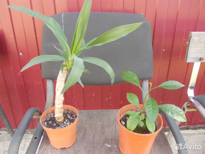 Комнатные цветы