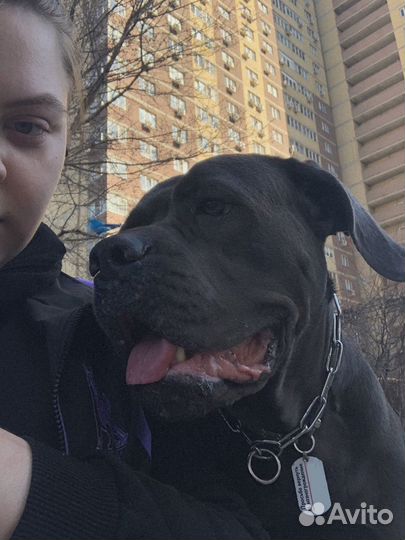 Кинолог. Консультация в дрессировке и содержании