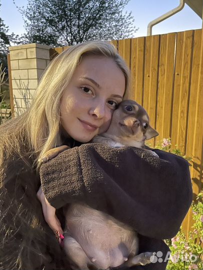 Выгул собак