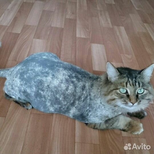 Стрижка кошечек