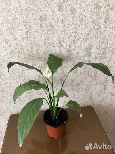 Спатифиллум
