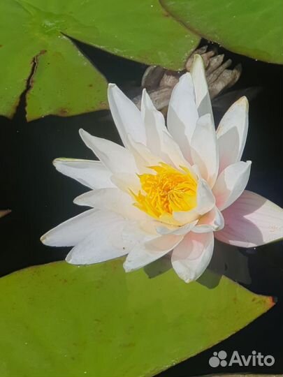 Растения для пруда